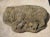 Weathered Cast Stone Pig and Piglets From England, 20th C. For Sale - Image 4 of 13