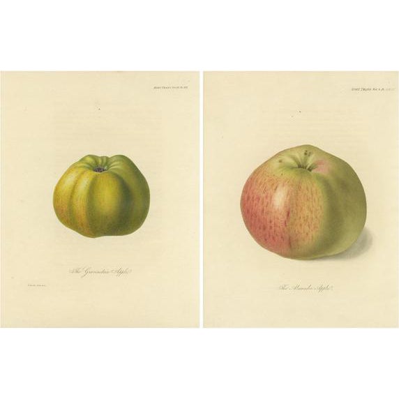 Gravenstein Apple and Alexander Apple, Paper, Set of 2 For Sale
