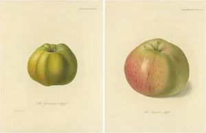 Gravenstein Apple and Alexander Apple, Paper, Set of 2