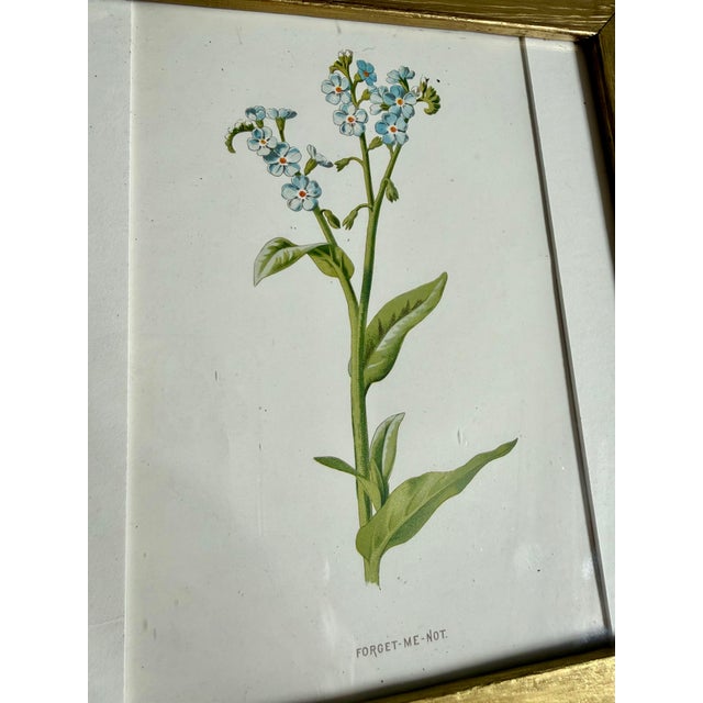 1900 - 1909 Antique Victorian Authentic Botanicals | Two Floral Prints in a Gilt Frame | F. Edward Hulmes For Sale - Image 5 of 9