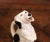 Late 19th Century Mid-Century French Sarreguemines Hand-Painted Ceramic Begging Dog Pitcher For Sale - Image 5 of 9