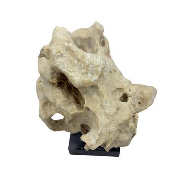 2010s Indonesian Coral Stone On Teak Stand For Sale - Image 5 of 5