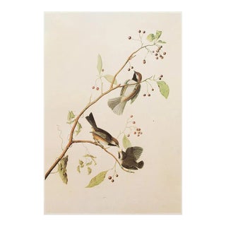 1966 Vintage Cottage Print "Boreal Chickadee & Berries" After John James Audubon For Sale