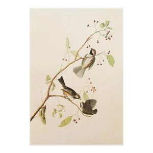 1966 Vintage Cottage Print "Boreal Chickadee & Berries" After John James Audubon