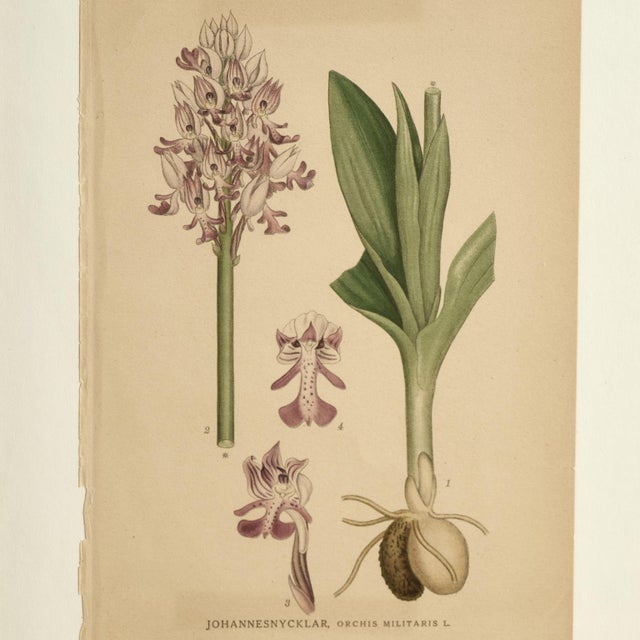 Antique Group of Nine Hand Colored Botanical Prints For Sale - Image 10 of 18