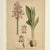 Antique Group of Nine Hand Colored Botanical Prints For Sale - Image 10 of 18