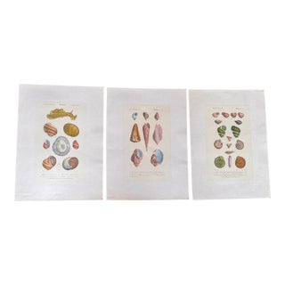 Late 19th Century Mollusques Shell Prints Gastéropodes Plates Fleur De Lis Embossed Paper - Set of 3 For Sale