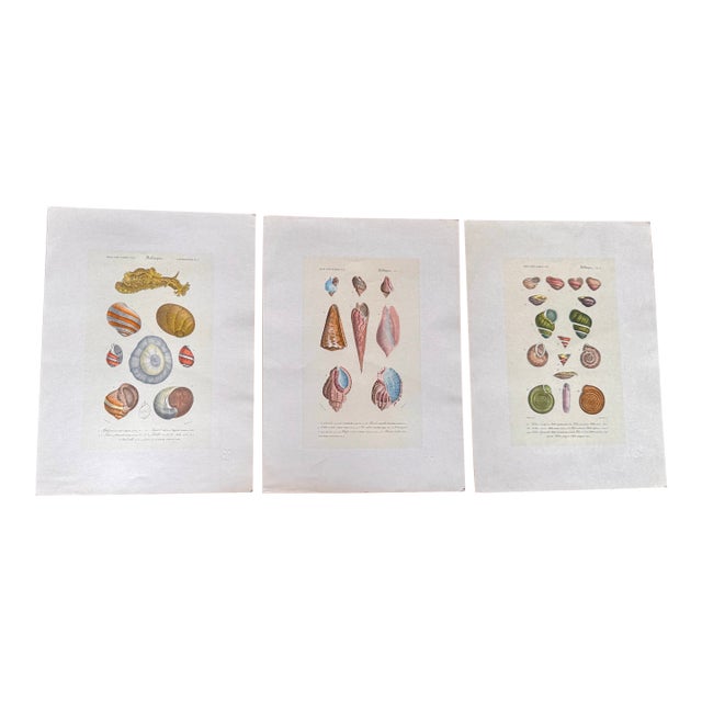 Late 19th Century Mollusques Shell Prints Gastéropodes Plates Fleur De Lis Embossed Paper - Set of 3 For Sale
