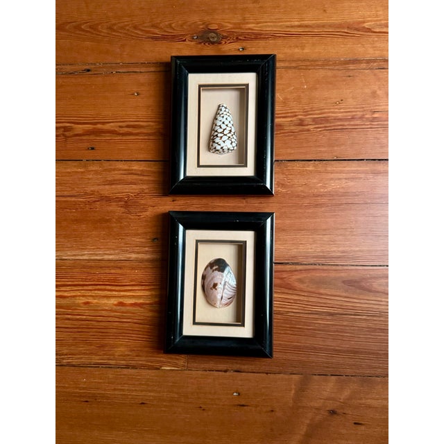 Pair of Vintage Framed Sea Shells For Sale - Image 4 of 8