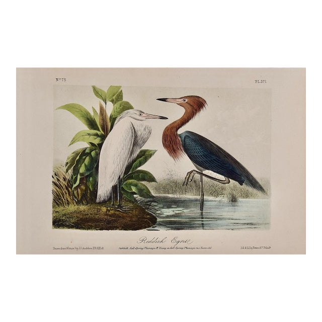 Reddish Egrets, Adult & Young: An Original Audubon Hand-Colored Bird Lithograph, 1870 For Sale