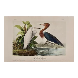 Reddish Egrets, Adult & Young: An Original Audubon Hand-Colored Bird Lithograph, 1870
