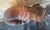 Carved Wooden Dog-Signed For Sale In Miami - Image 6 of 8