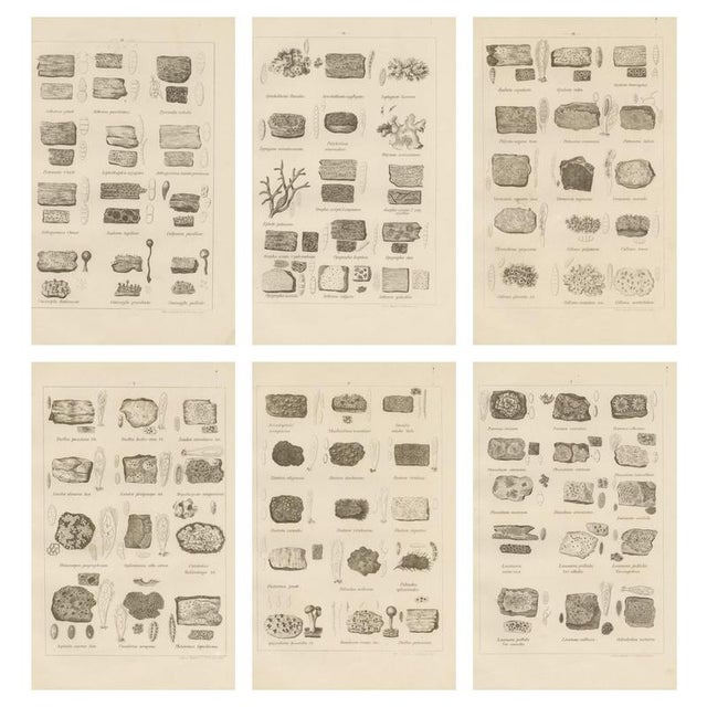 Black Otto Müller & G. Pabst, Botanical Prints, Germany, 1874, Lithographs on Paper, Set of 6 For Sale - Image 8 of 9