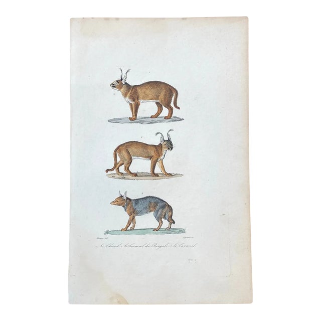French Antique 18th Century "Le Chacal" Animal Engraving Hand Colored Signed Artwork For Sale