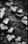 Not Yet Made - Made To Order Paul Cooklin, Ivy I, Edition of 50 For Sale - Image 5 of 5