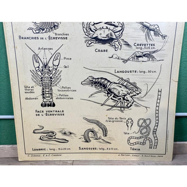 French Double-Sided Poster of Mollusks and Crustaceans For Sale - Image 13 of 18