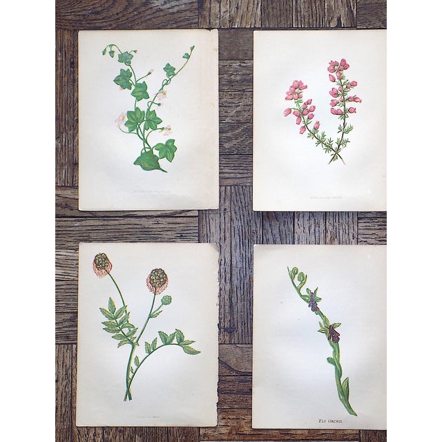 Realism Authentic Antique 19th Century Anne Pratt Botanical Chromolithographs - Set of 12 For Sale - Image 3 of 8