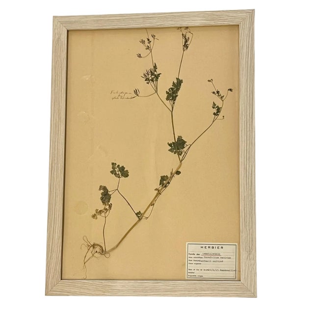 Paper Vintage Set of 4 French Custom Framed Herbarium Herbiers Botanical Specimens For Sale - Image 7 of 13