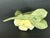 Capodimonte Italian Capodimonte Porcelain Flowers Yellow Roses For Sale - Image 4 of 12