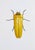 Contemporary Juris Utans, Indian Beetle, 2021, Mixed Media on Paper For Sale - Image 3 of 3