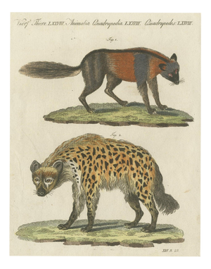 Bertuch, Cross Fox and Spotted Hyena, 1812, Print