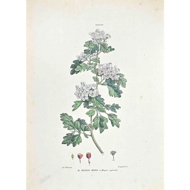 Vincenzo Tenore, The Hawthorn, Lithograph, 1870s For Sale