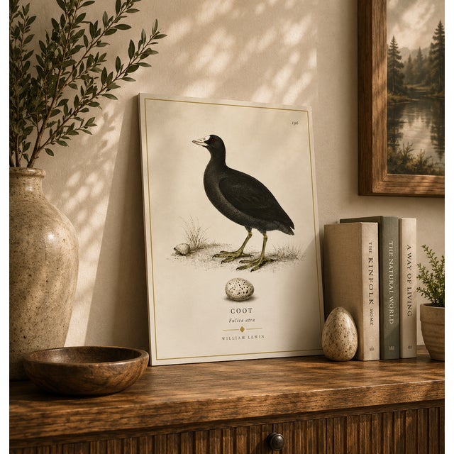 THE WILLIAM LEWIN WATERBIRDS & WADERS COLLECTION "The Coot" Introduce a striking anchor of historical British naturalist...