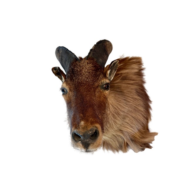 Late 20th Century Himalayan Tahr Taxidermy Shoulder Mount For Sale - Image 5 of 8