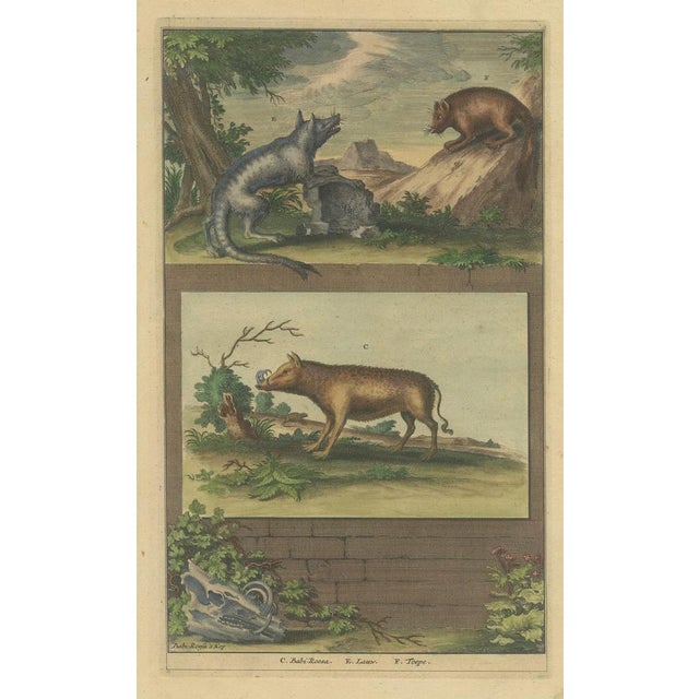 F. Valentijn, Illustration of a Babirusa and Two Other Animals, 1726, Colored Print For Sale - Image 3 of 6