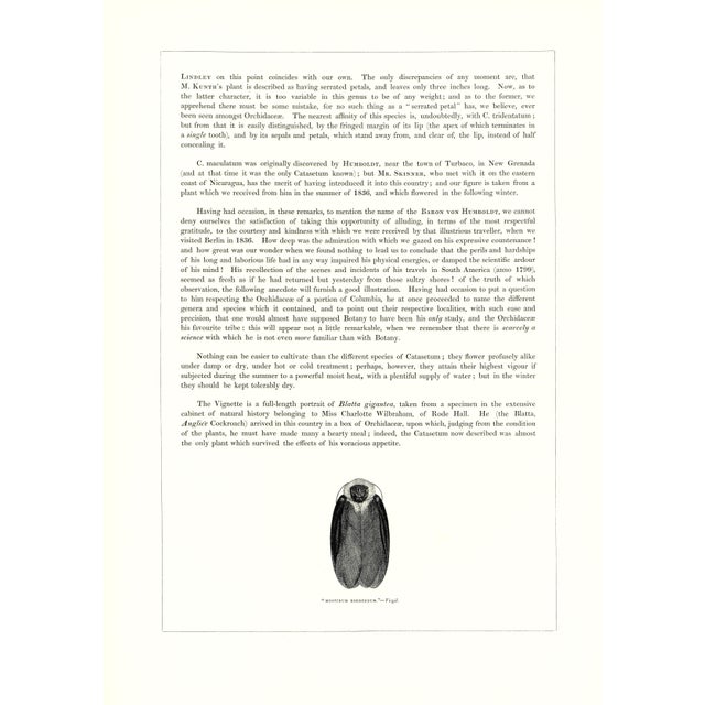 1970s Large 1973 Orchid Flower Lithograph "Catasetum Maculatum (Spotted Catasetum)" After James Bateman For Sale - Image 5 of 7