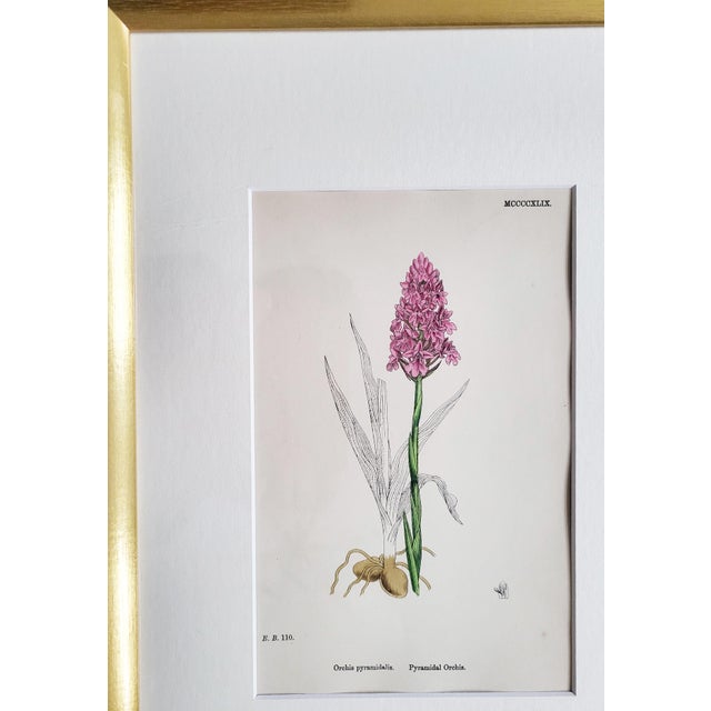 Orchids, 19th Century, Hand Coloured Print Montage For Sale - Image 7 of 18