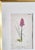 Orchids, 19th Century, Hand Coloured Print Montage For Sale - Image 7 of 18