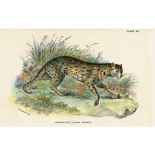 Late 19th Century 1890s, Mammal Prints, Set of 6, Original Antique Prints, Lithographs, England For Sale - Image 5 of 7