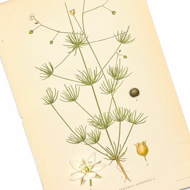 1900 - 1909 1905 Nordic Corn Spurrey Chromolithograph | Antique Swedish Botanical Print For Sale - Image 5 of 5