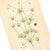 1900 - 1909 1905 Nordic Corn Spurrey Chromolithograph | Antique Swedish Botanical Print For Sale - Image 5 of 5