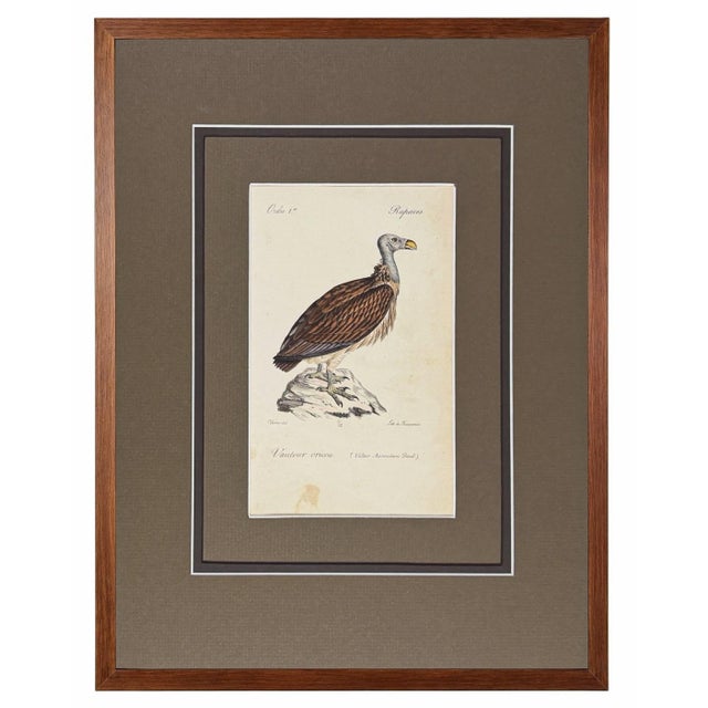 Wood 1828 French Raptor Gallery by Jean-Charles Werner | Set of 6 Hand-Colored Lithographs, Framed For Sale - Image 7 of 12