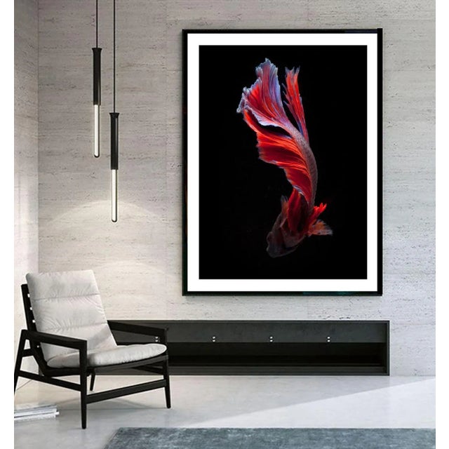 A Color Photograph of a Male Beta Fish Swimming on Black Printed on Archival Fine Art Paper