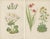 Bell, Alpine Botanical Illustrations of Anomatheca and Saxifrage, 1874, Lithographs, Set of 2 For Sale - Image 4 of 10