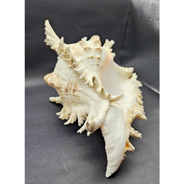 Vintage South Pacific Australian Spiny White W Pink Conch Shell 9.5" X 8" X 7" For Sale - Image 10 of 12