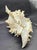 Vintage South Pacific Australian Spiny White W Pink Conch Shell 9.5" X 8" X 7" For Sale - Image 10 of 12