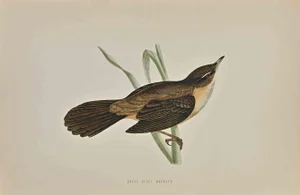 Alexander Francis Lydon, Great Sedge Warbler, Woodcut Print, 1870