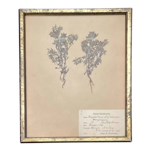 Antique Pressed Wildflower Botanical Herbarium Specimen 1925 Beautifully Displayed in Gold Leaf 19th Century Frame