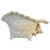 A sculptural vintage ceramic and beautifully detailed conch shell vessel. Features a deeply textured, ribbed exterior...