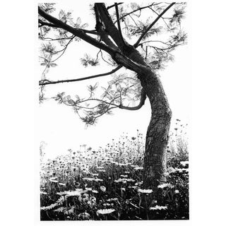 Field of Daisies Photo by Garo 1970s For Sale