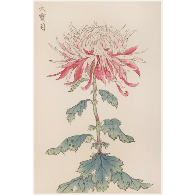 Japanese Chrysanthemum by Hasegawa, Vintage Botanical Art Print, 36" X 54" For Sale