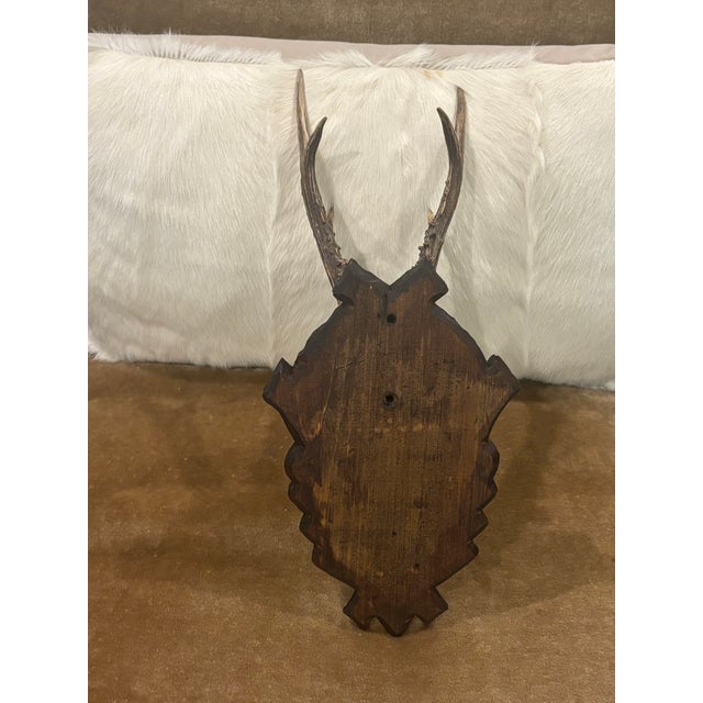 Antique Black Forest Roe Deer Trophy Antler Mount - (#2 of 3 Individual Mounts Listed) For Sale - Image 9 of 12