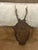 Antique Black Forest Roe Deer Trophy Antler Mount - (#2 of 3 Individual Mounts Listed) For Sale - Image 9 of 12