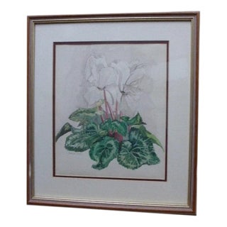 Carolyn Steel, Botanical Study of a Plant, 1960s, Watercolour For Sale