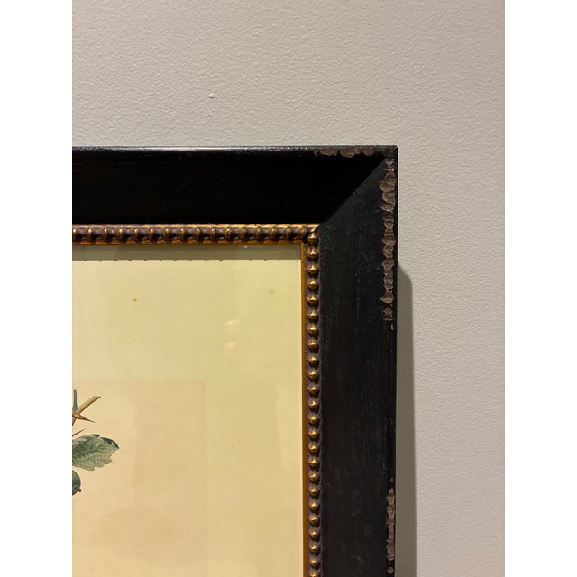 Vintage French Gooseberry Botanical Print in Distressed Black & Gold Frame For Sale - Image 4 of 5