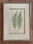 Vintage Henry Bradbury Fern Print, Framed For Sale - Image 12 of 12